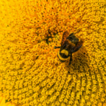 Foods high in quercetin for natural allergy relief including apples onions berries and greens