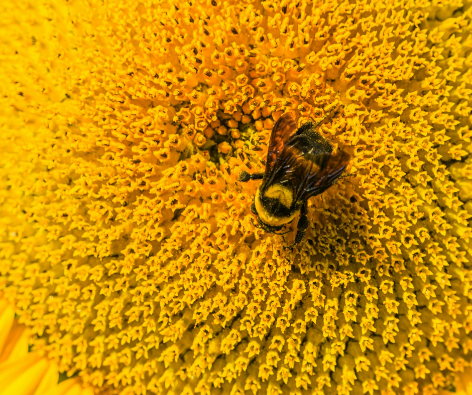 Foods high in quercetin for natural allergy relief including apples onions berries and greens